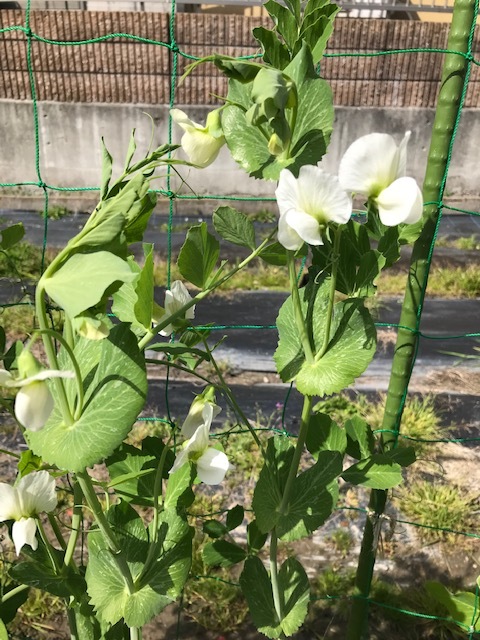 2週間ぶりの畑_f0204295_09363798.jpg