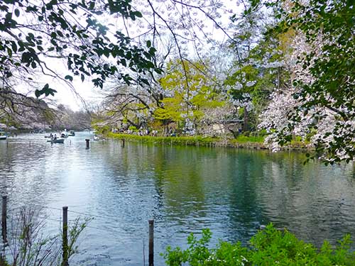 井の頭公園〜お花見〜_d0128697_5355116.jpg