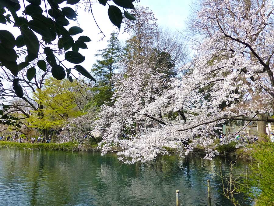 井の頭公園〜お花見〜_d0128697_5361479.jpg