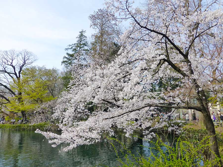 井の頭公園〜お花見〜_d0128697_5365370.jpg