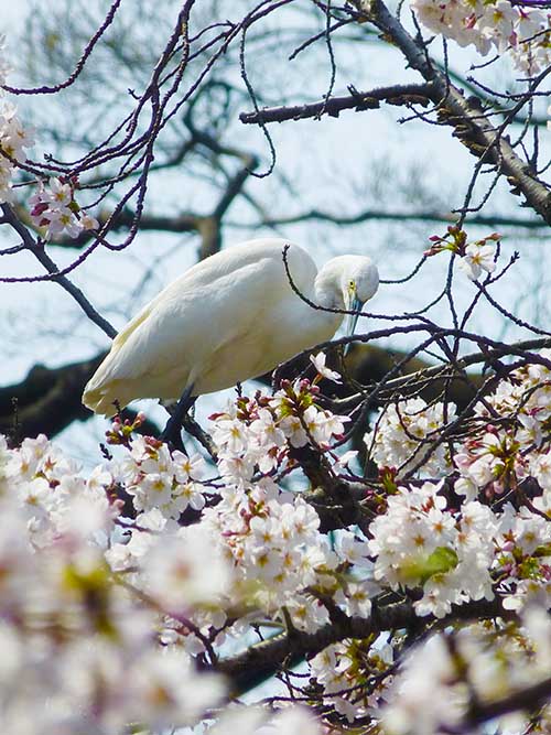 井の頭公園〜お花見〜_d0128697_540306.jpg