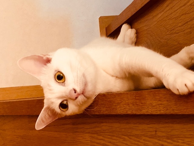 「猫の朝は早い。(笑)& 占術雑話の二本でございます。」_f0201297_06443323.jpg