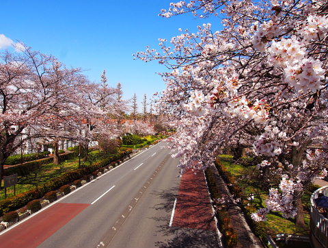 大学通り_c0039501_17164660.jpg