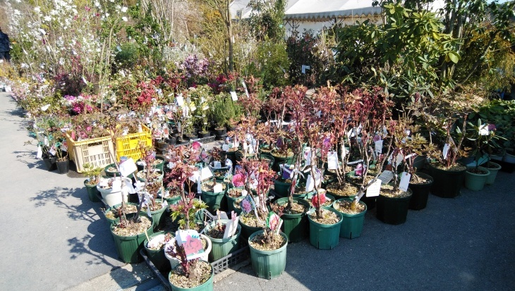 今治市の年春の植木祭り 3 24 徳ちゃん便り