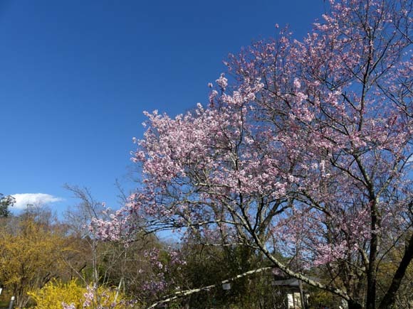 春の花を楽しんだ　京都府立植物園_e0048413_21000176.jpg