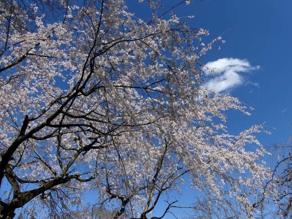 春の花を楽しんだ　京都府立植物園_e0048413_21000505.jpg