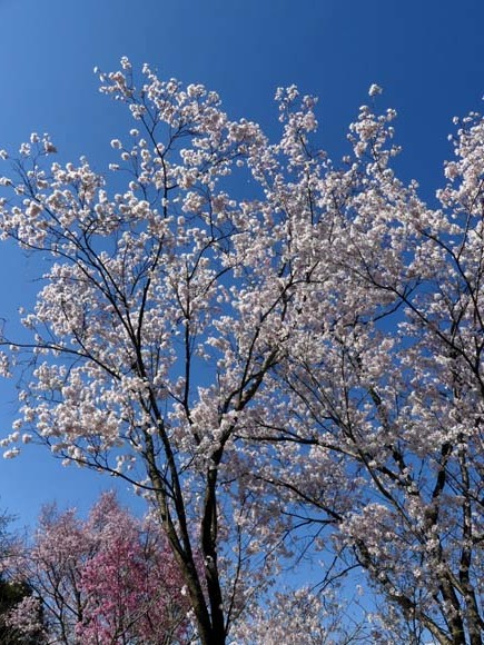 春の花を楽しんだ　京都府立植物園_e0048413_21000993.jpg
