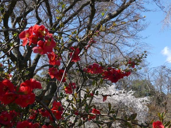 春の花を楽しんだ　京都府立植物園_e0048413_21002968.jpg