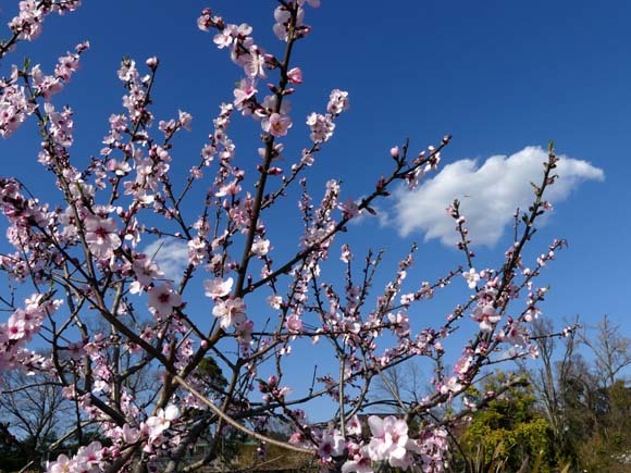 春の花を楽しんだ　京都府立植物園_e0048413_21003960.jpg