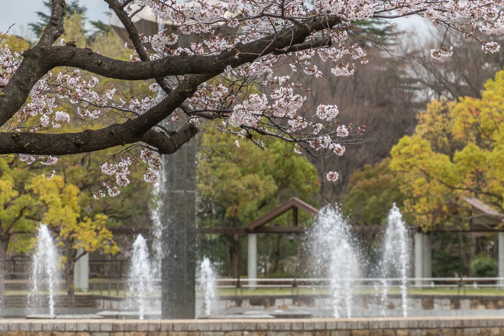 桜咲く府中の森公園_b0010915_22292807.jpg