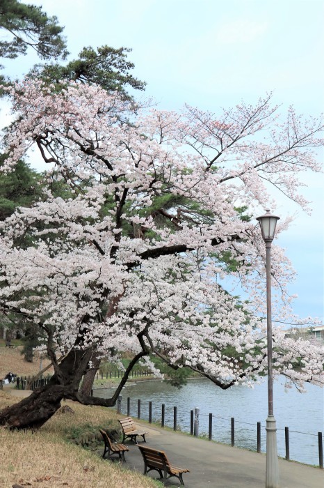 大宮公園　池の湖畔の桜風景　(1)_d0150720_18204802.jpg