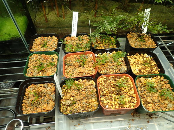 ヒメノフィラム　アカンソイデス　サバ州産　増殖株　コケシノブ　シダ ヒメノフィラム アカンソイデス サバ州産 増殖株 コケシノブ