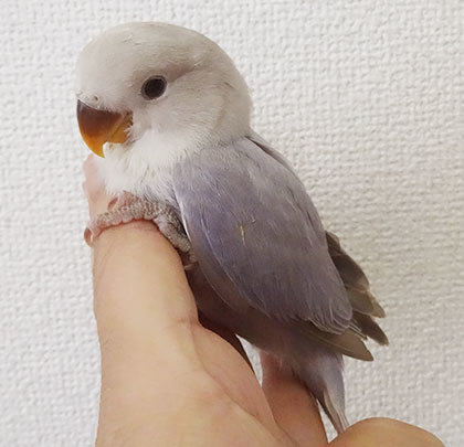 コザクラインコの雛 販売中 コザクラインコ東京 東京都足立区 北綾瀬