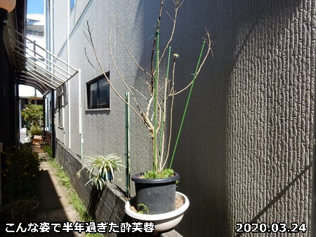 酔芙蓉を植え替えた 自然とともに生きる