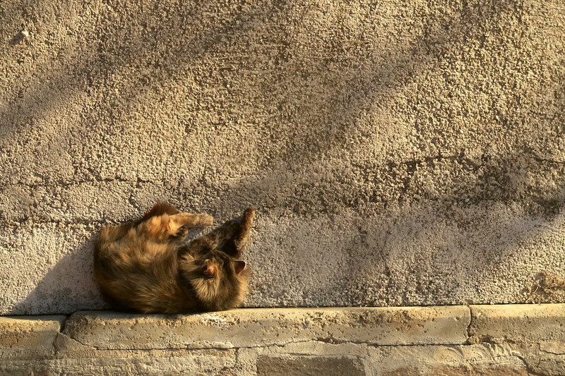 猫と瞑想 外出禁止と夫婦仲 感染情報とのつきあい方_f0234936_7295843.jpg