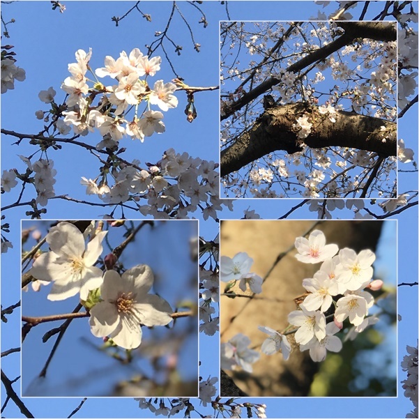 春本番_c0128342_17245428.jpg