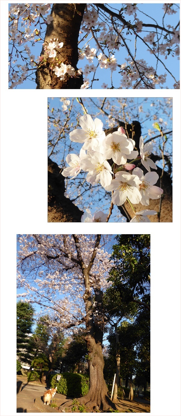 春本番_c0128342_17332454.jpg