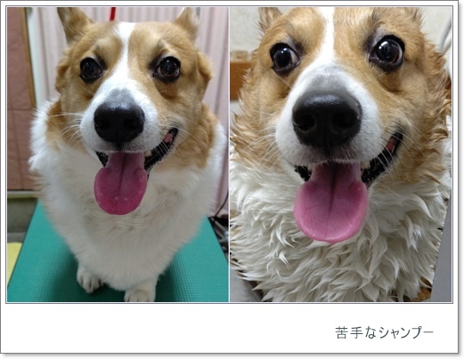 春本番_c0128342_18054606.jpg