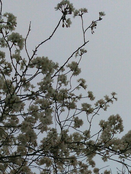 saw the spring_b0136144_10595911.jpg