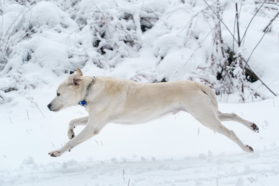 リタイア犬日記 1 28 雪道を走る 再び 写像的空間