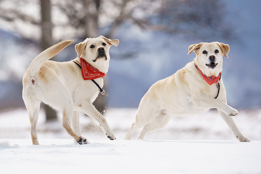 リタイア犬日記 1 28 雪道を走る 再び 写像的空間