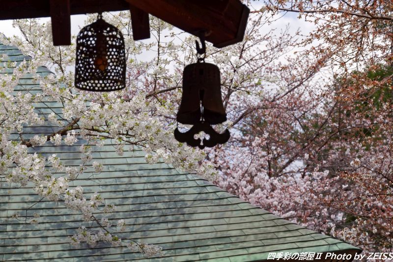 九品仏浄真寺に咲く桜_d0358854_19561174.jpg