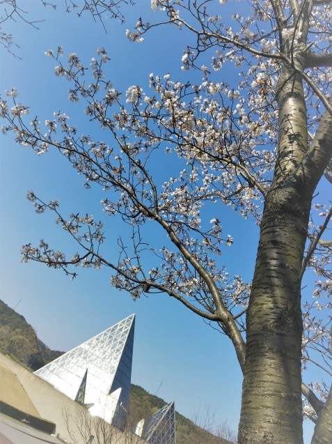 🌸桜🌸_d0166862_10075071.jpeg