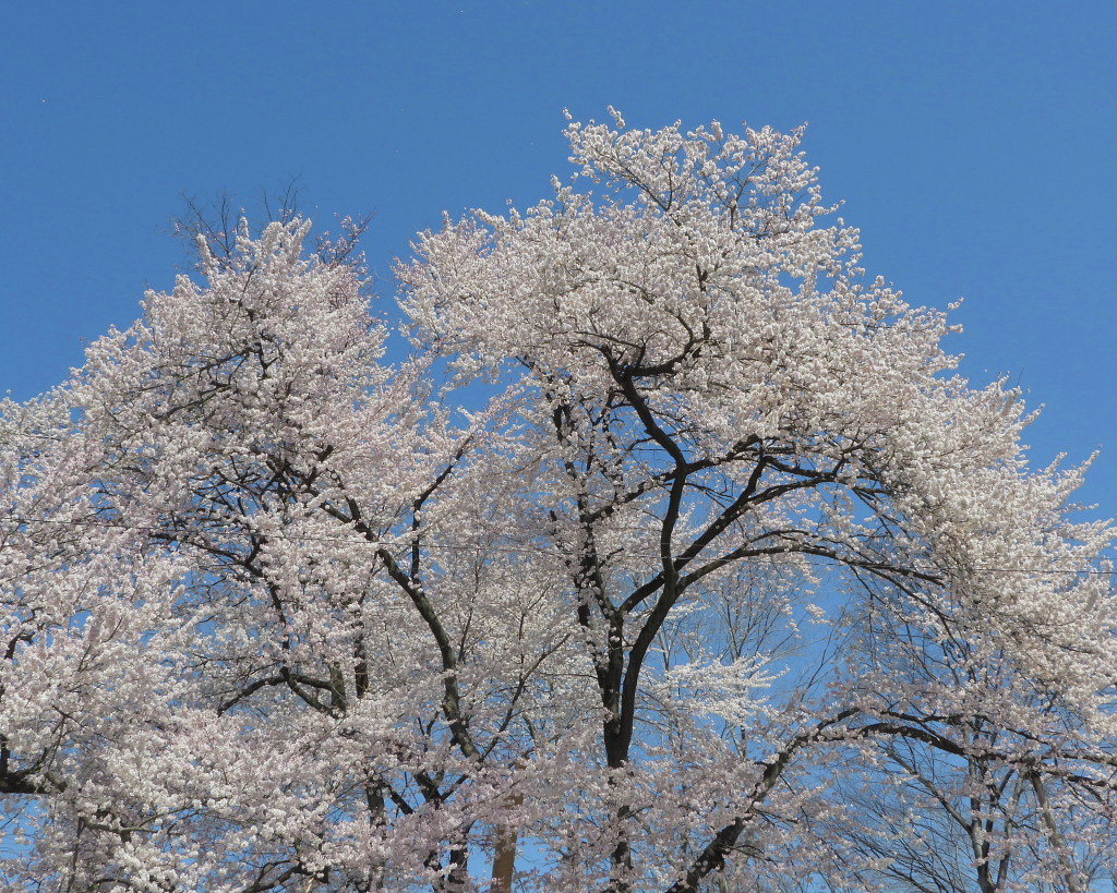 仁叟寺の五輪桜_c0305565_17392647.jpg