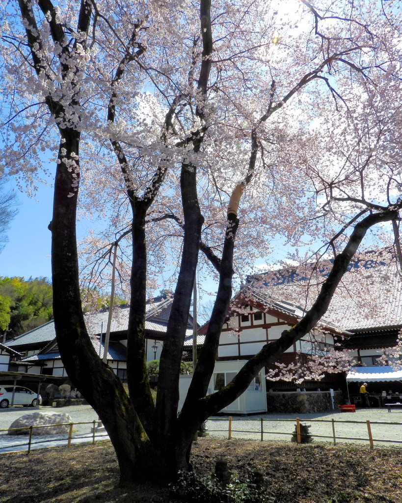 仁叟寺の五輪桜_c0305565_17394580.jpg