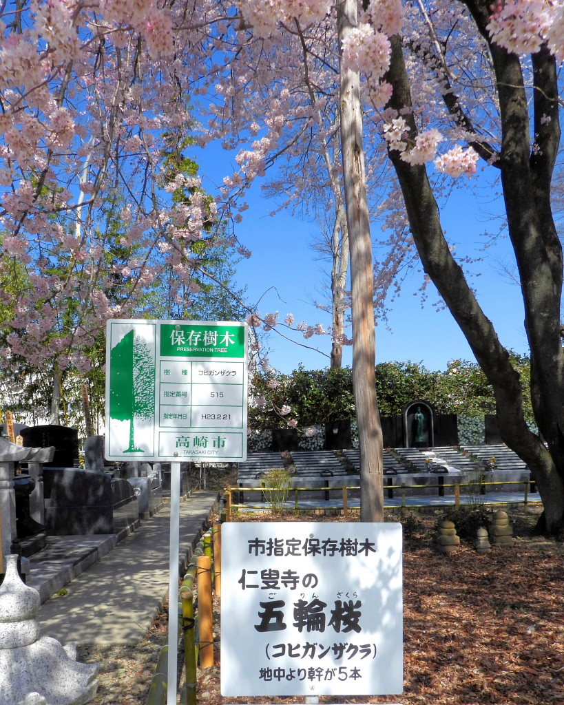 仁叟寺の五輪桜_c0305565_17395972.jpg