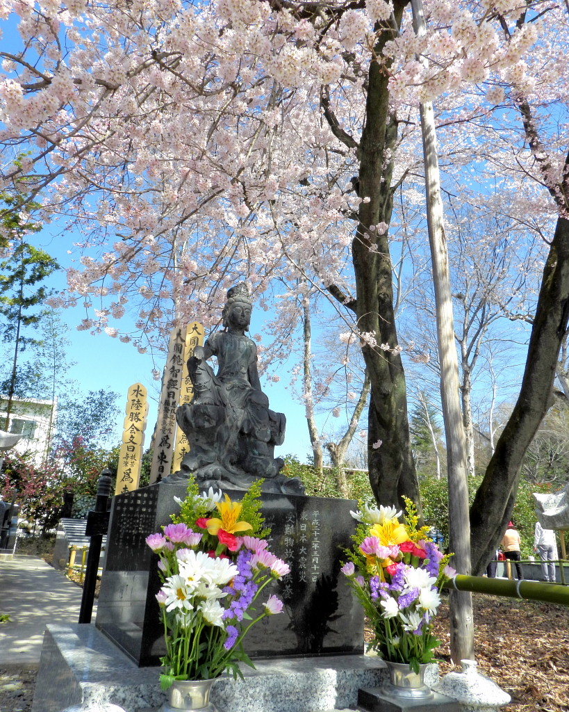 仁叟寺の五輪桜_c0305565_17401639.jpg