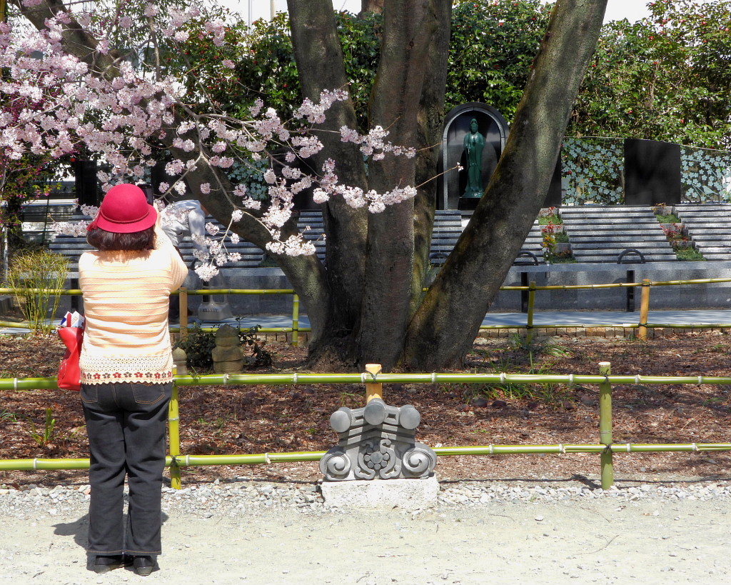 仁叟寺の五輪桜_c0305565_17403754.jpg