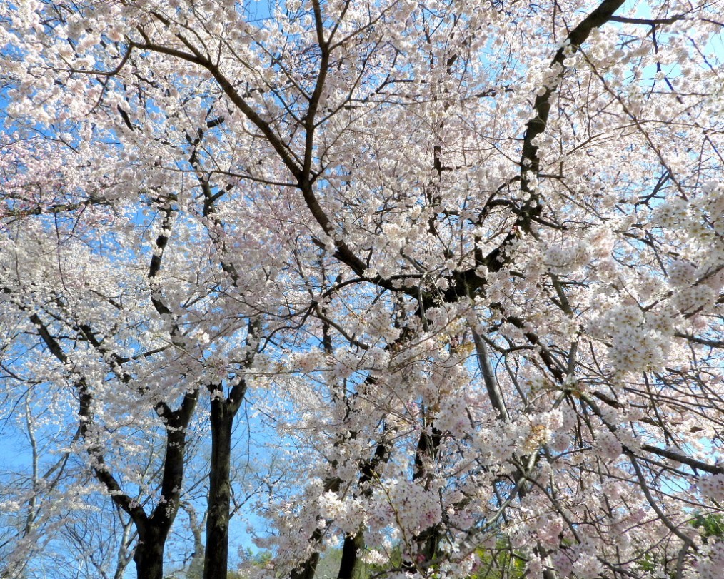 仁叟寺の五輪桜_c0305565_17405467.jpg