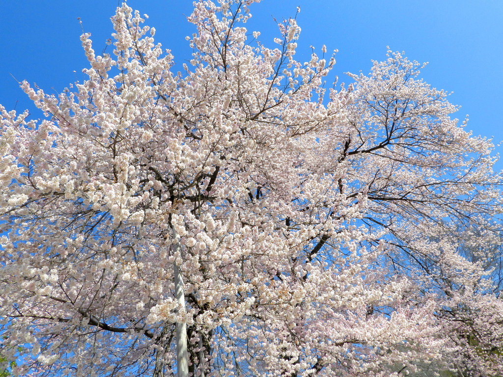 仁叟寺の五輪桜_c0305565_17411464.jpg