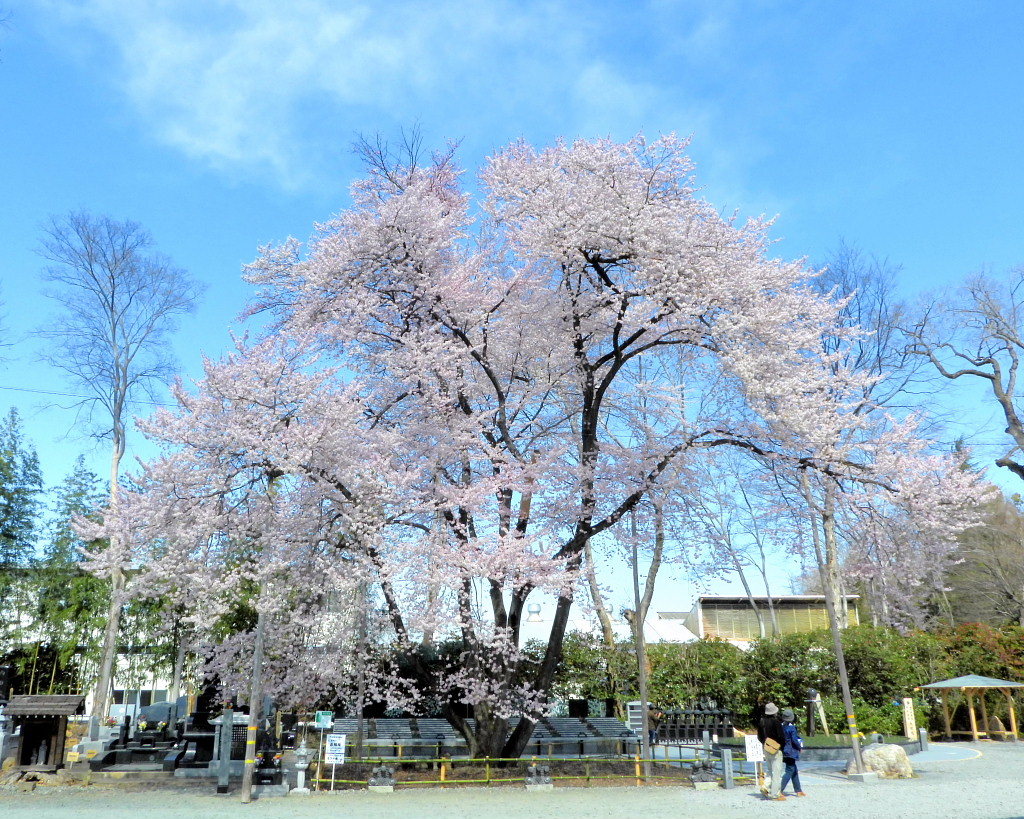 仁叟寺の五輪桜_c0305565_17414448.jpg