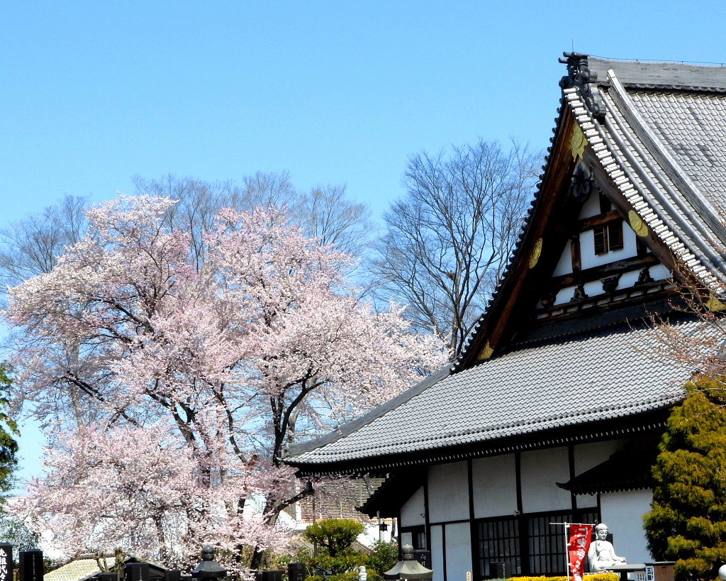 仁叟寺の五輪桜_c0305565_17420123.jpg