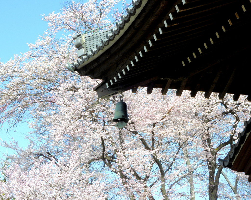 仁叟寺の五輪桜_c0305565_17421134.jpg
