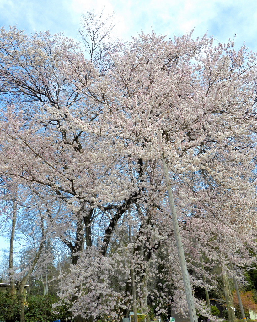 仁叟寺の五輪桜_c0305565_17422837.jpg