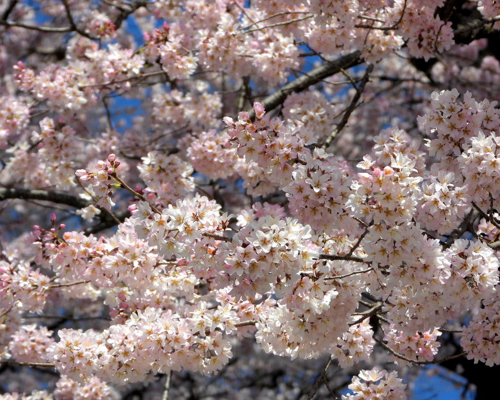 仁叟寺の五輪桜_c0305565_17425284.jpg