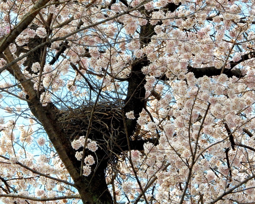 仁叟寺の五輪桜_c0305565_17431363.jpg