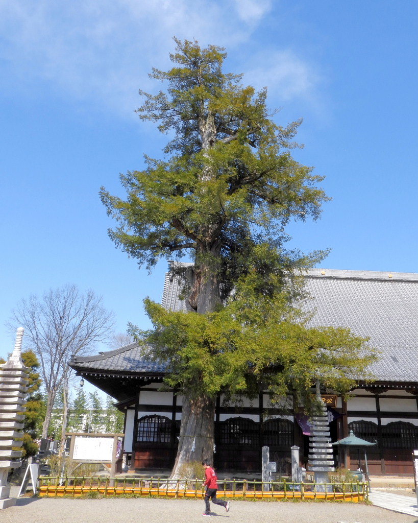 仁叟寺の五輪桜_c0305565_17440347.jpg