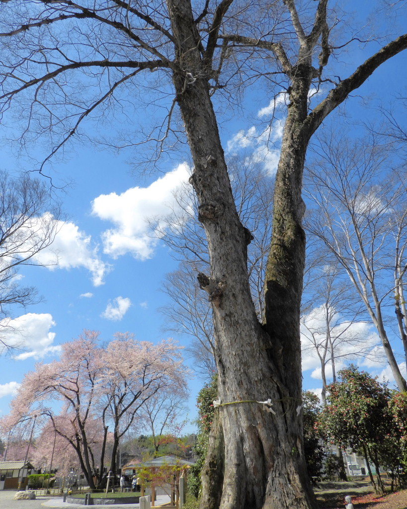 仁叟寺の五輪桜_c0305565_17445461.jpg