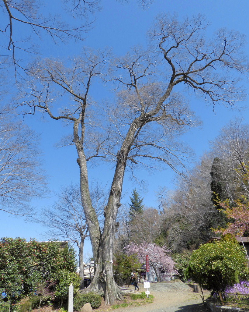 仁叟寺の五輪桜_c0305565_17465623.jpg