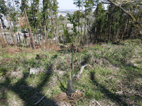 夫は葉桜、妻まだ見頃キープ3・24六国見山夫婦桜now_c0014967_20282919.jpg