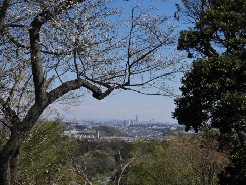 夫は葉桜、妻まだ見頃キープ3・24六国見山夫婦桜now_c0014967_20295575.jpg