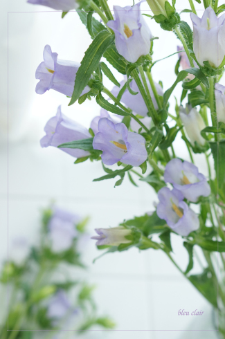 カンパニュラ 花の香りとともに