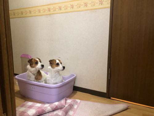 収穫三昧_c0120375_22103534.jpg