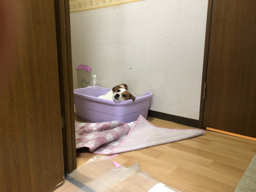 収穫三昧_c0120375_22103689.jpg