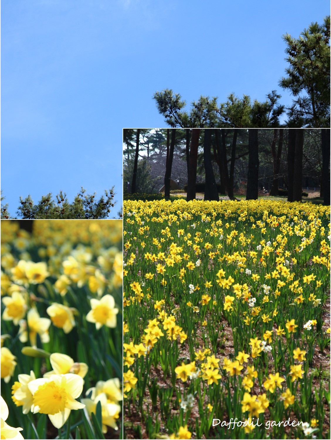 Daffodil picnic_a0107981_11435390.jpg