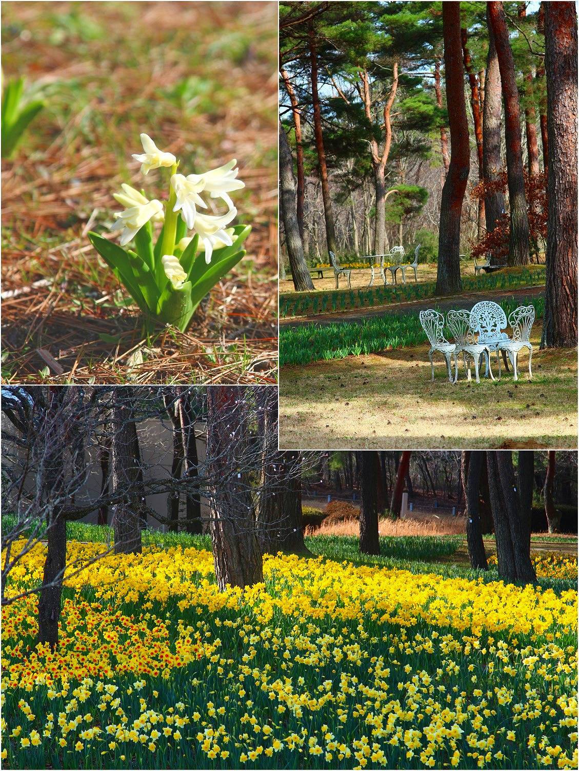 Daffodil picnic_a0107981_11441200.jpg